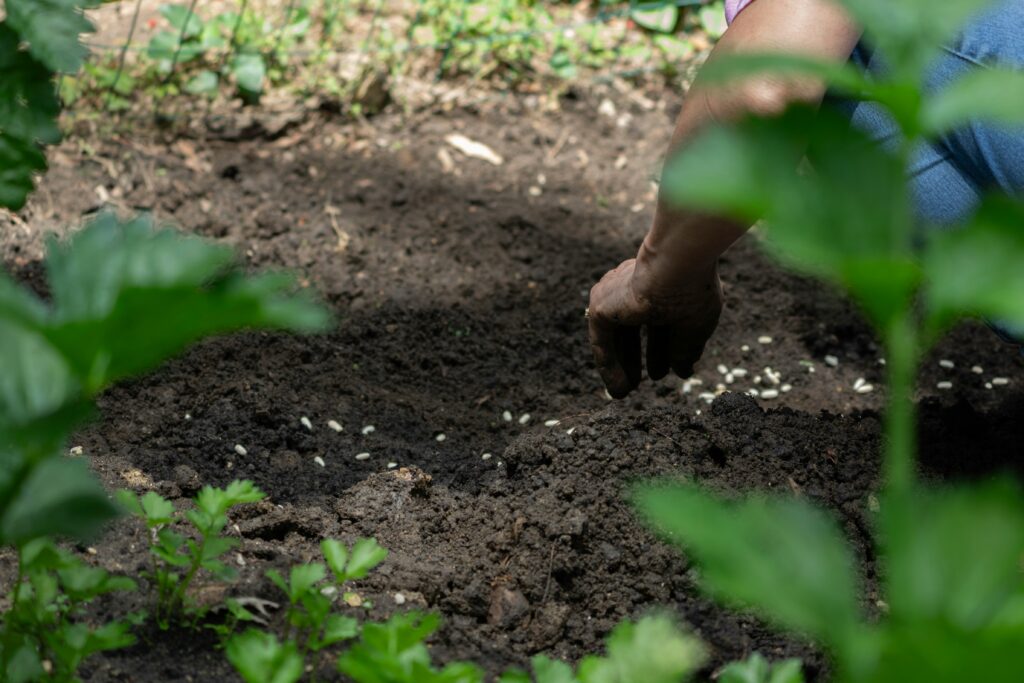 A man is planting a seed