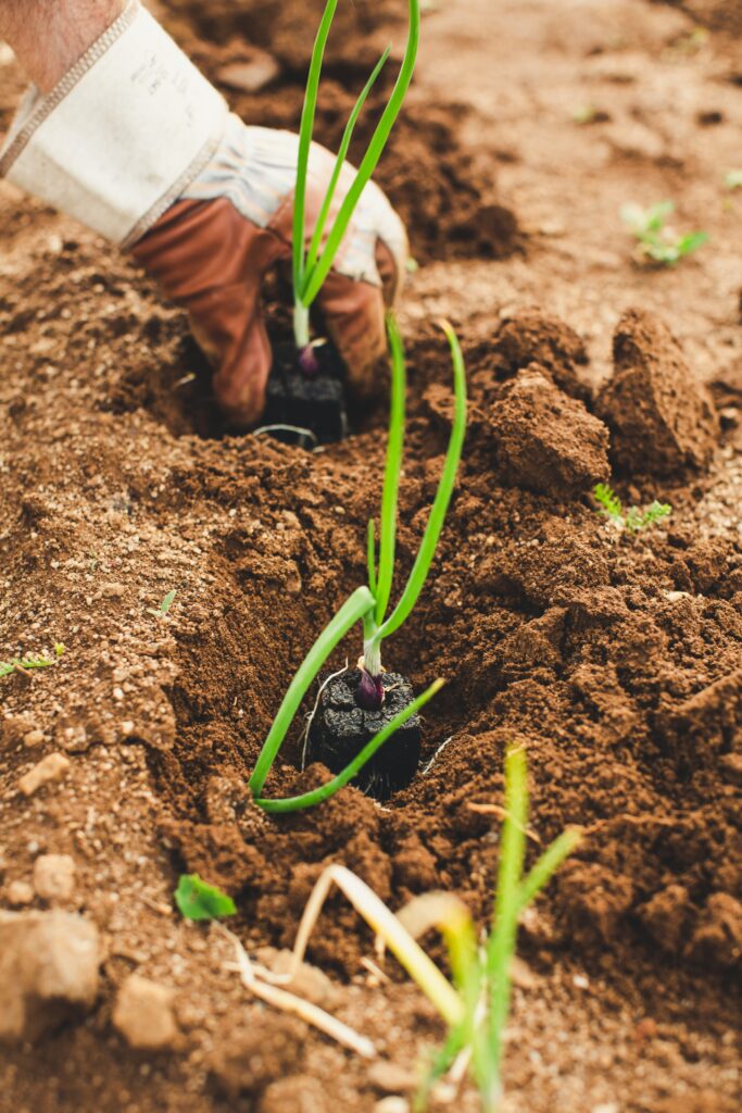 A small plant growing in rich brown soil