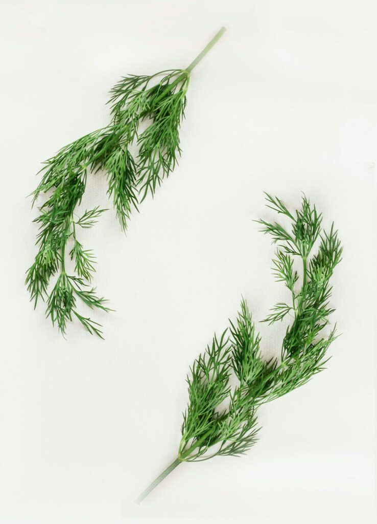herb for plants