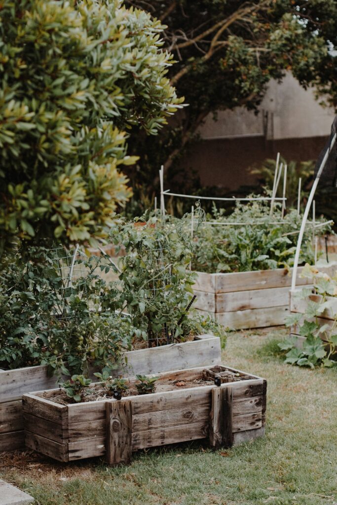 A kitchen garden